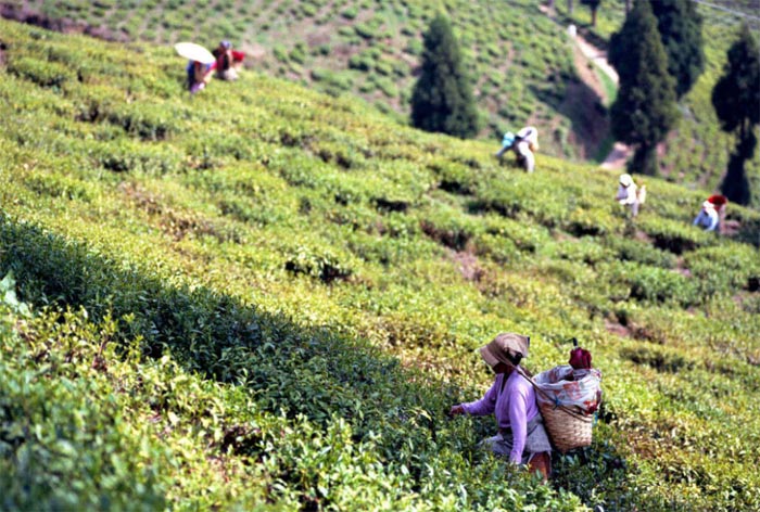 Darjeeling Tea Paradise